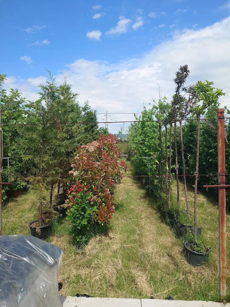 Thuja și photinia pentru gard viu
